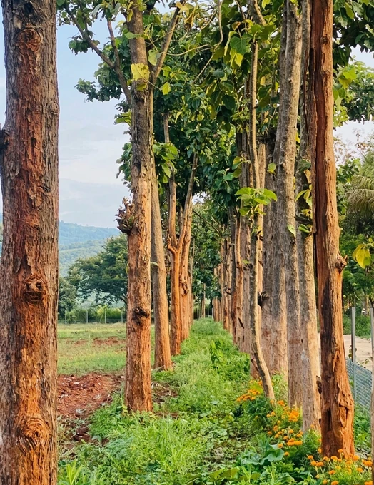 Krushi Bhoomi Farms photo 19