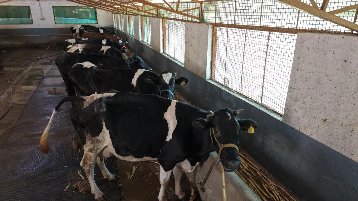 Cattle rearing at Krushi Bhoomi Farms